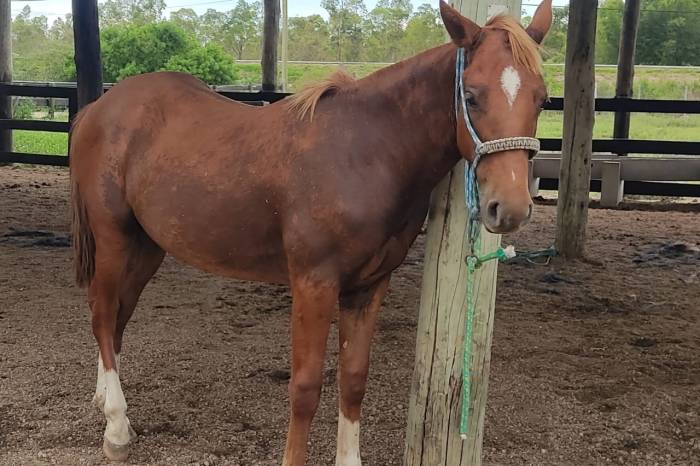 Dez cavalos e sete éguas aguardam novo proprietário na Hospedaria de Grandes Animais