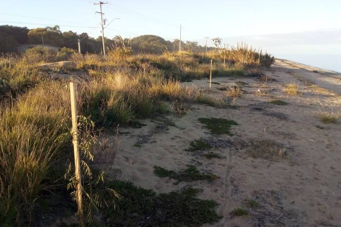 Espécies nativas foram plantadas em trecho da avenida Rubens Machado Souto para fortalecer conexão ecológica e gerar sombra