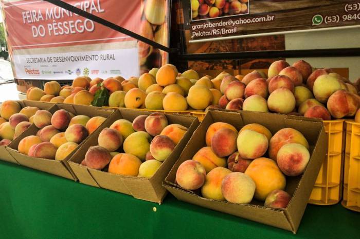 Durante a última semana de novembro e o mês de dezembro, consumidores tiveram oportunidade de adquirir a fruta diretamente dos produtores