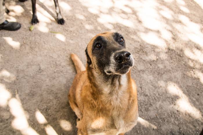 Gatil e Canil Municipal são dirigidos pela Prefeitura e abrigam, até esta terça-feira (7), 51 animais. A maioria está disponível para adoção