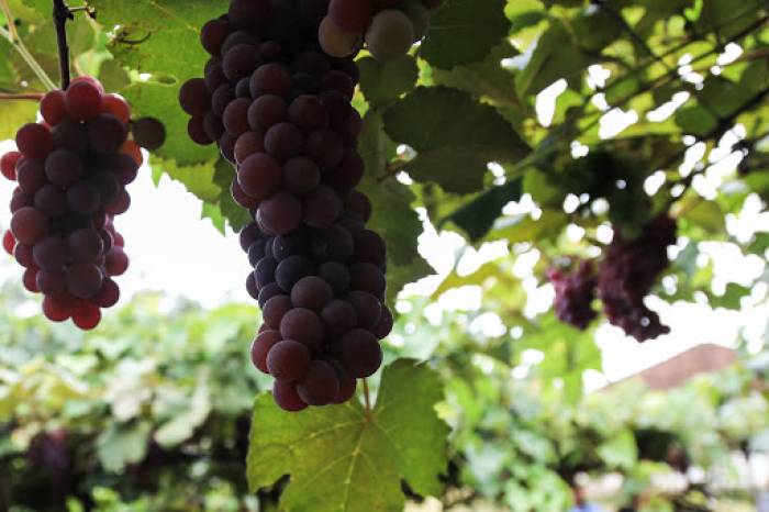 Evento simboliza o início oficial da temporada da fruta na zona rural de Pelotas
