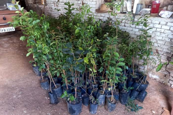 Os oito distritos recebem exemplares de frutíferas para repasse a moradores da colônia interessados no plantio