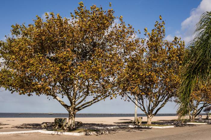 Iniciativa da Prefeitura, de preservação ambiental, visa ao manejo arbóreo e ao mapeamento do local para novos plantios