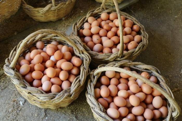 Os ovos produzidos pelos empreendimentos são de aves livres de gaiolas e vão integrar alimentos servidos aos bolsistas que dependem da universidade para fazer suas refeições