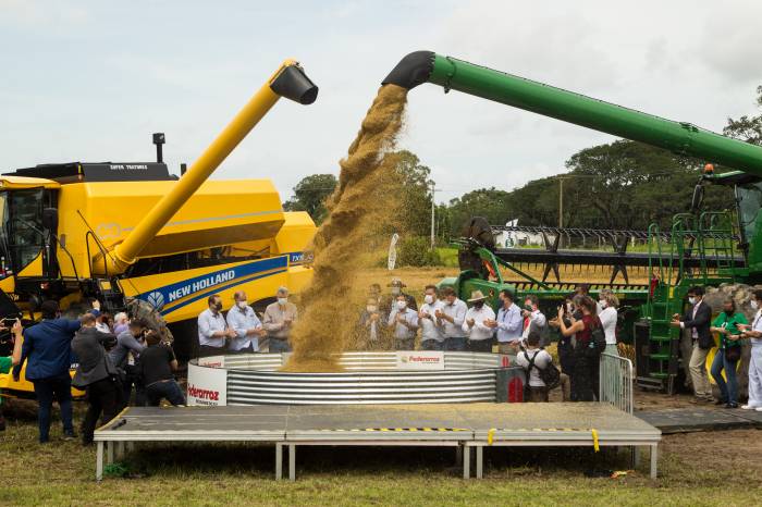 O ato oficial que marca a colheita do grão na região sul do Estado realizou-se nesta quinta-feira