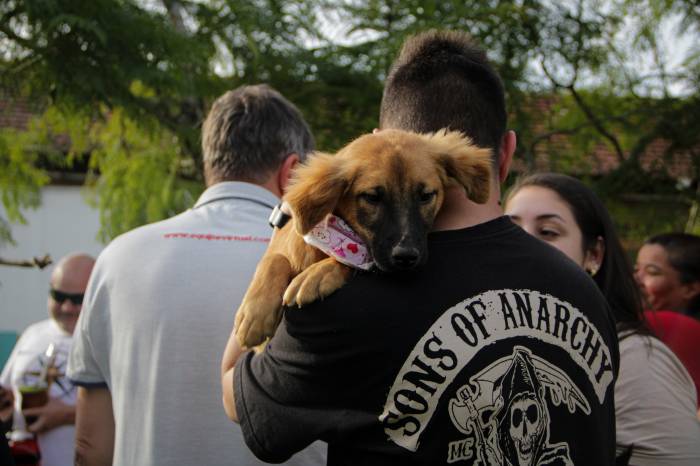 Atração conta com 85 cães resgatados da enchente de maio, disponíveis para novos tutores na Associação Rural de Pelotas