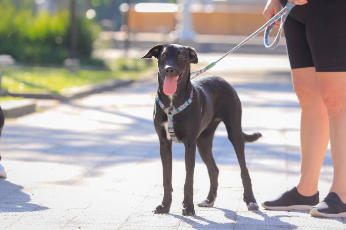 Em parceria com a empresa Petland, adoção de filhotes do Canil Municipal faz parte da campanha Todo Caramelo é Doce e é alusiva ao Dia das Mães