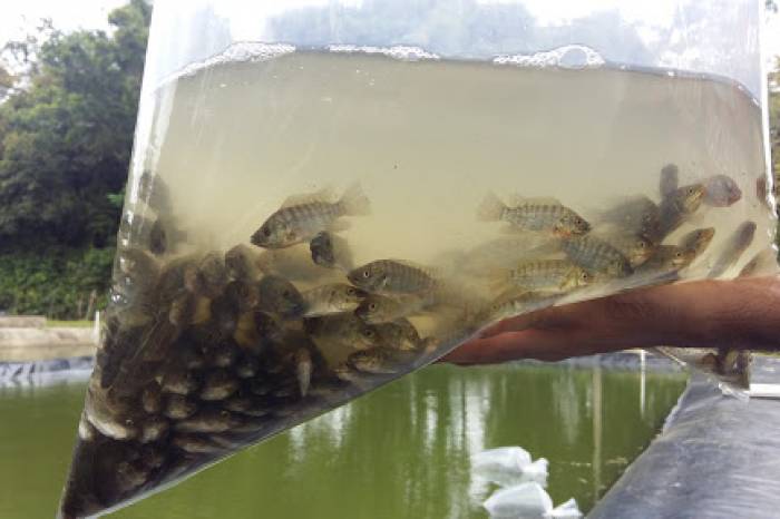 Produtores rurais podem solicitar os peixes até o dia 18 de janeiro