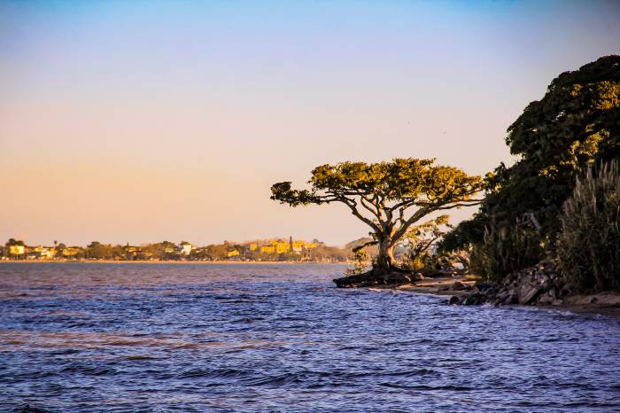 Secretarias de Qualidade Ambiental, Desenvolvimento Rural e Serviços Urbanos vão fazer o controle de espécies exóticas e invasoras para a preservação das características ecológicas da orla da lagoa
