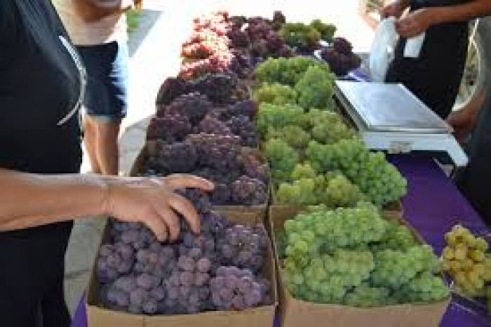 Durante duas semanas, dos dias 5 a 21 deste mês, população teve oportunidade de adquirir a fruta diretamente do produtor
