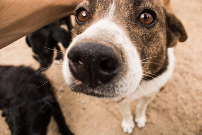 Atividade ocorrerá no próximo domingo (9) e contará com cursos gratuitos, oficina de guarda responsável e cadastro de animais para castração
