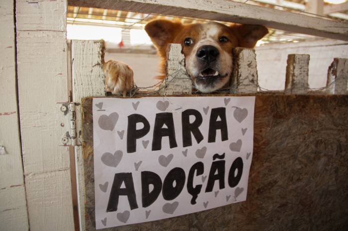 Evento tem como objetivo incentivar a adoção dos animais abrigados na Associação Rural de Pelotas