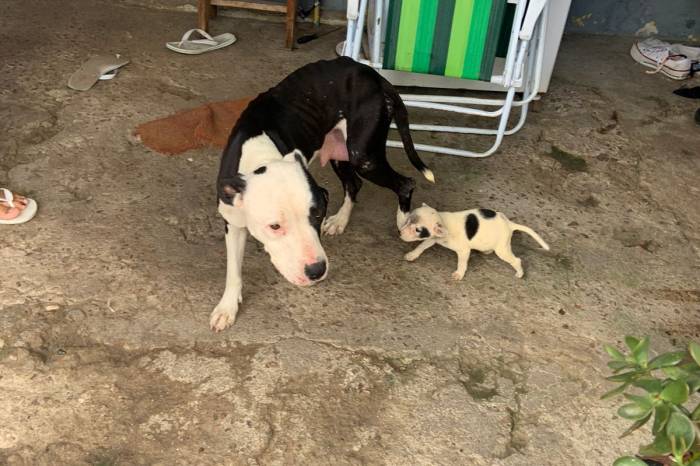 Agentes da Prefeitura em parceria com a Brigada Militar resgatam cinco animais em situação de desnutrição