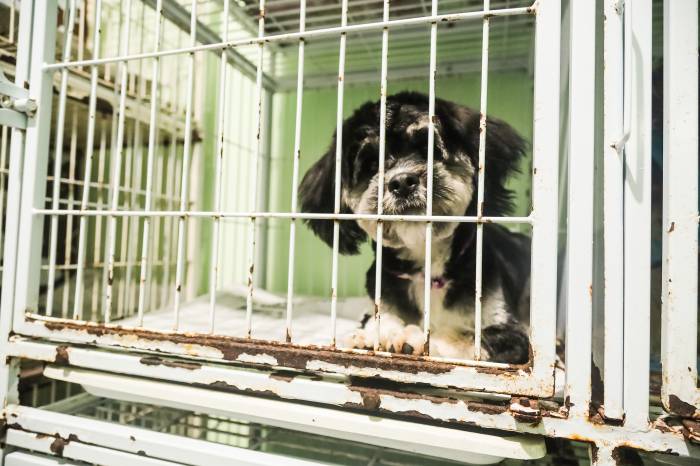 As esterilizações pelo programa de controle populacional de cães e gatos do Município, em convênio com a ONG SOS Animais, são realizadas desde segunda-feira (1º)