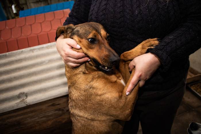 Nesta segunda-feira, prefeita a Paula Mascarenhas visitou os locais. O Canil tem 40 animais aguardando adoção e o Gatil tem cinco, que estão em tratamento veterinário