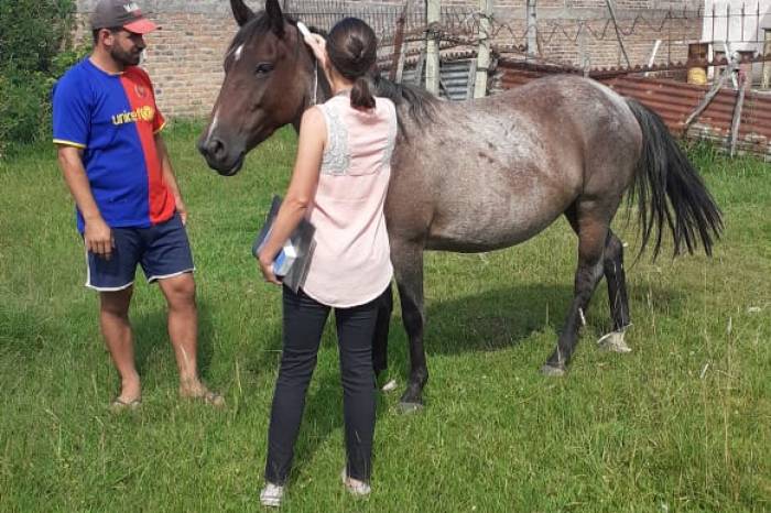 Inspeção tem o objetivo de apurar se as condições que o animal se encontra são adequadas