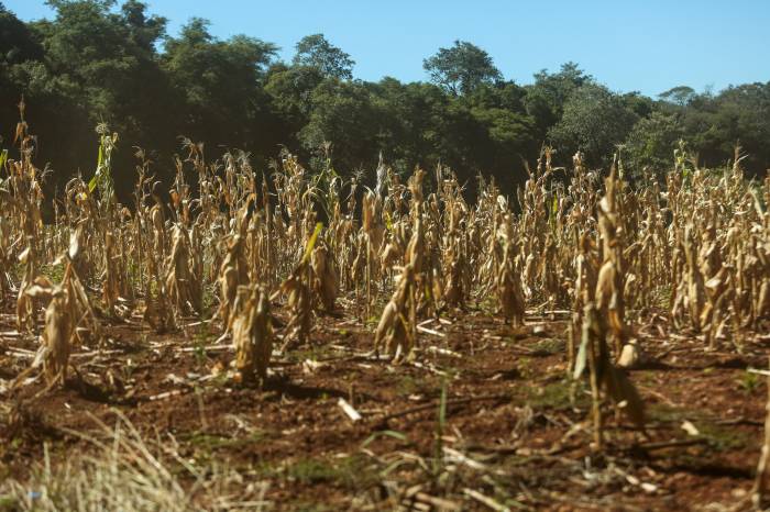Reconhecimento já foi publicado no Diário Oficial do Estado e agora Município pode buscar ajuda estadual para tentar minimizar impactos da seca.