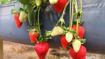Se o ciclo de desenvolvimento da fruta transcorrer dentro da normalidade, data da Feira será confirmada no mês que vem
