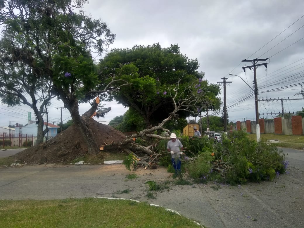 Supressão foi necessária para passagem da nova galeria pluvial