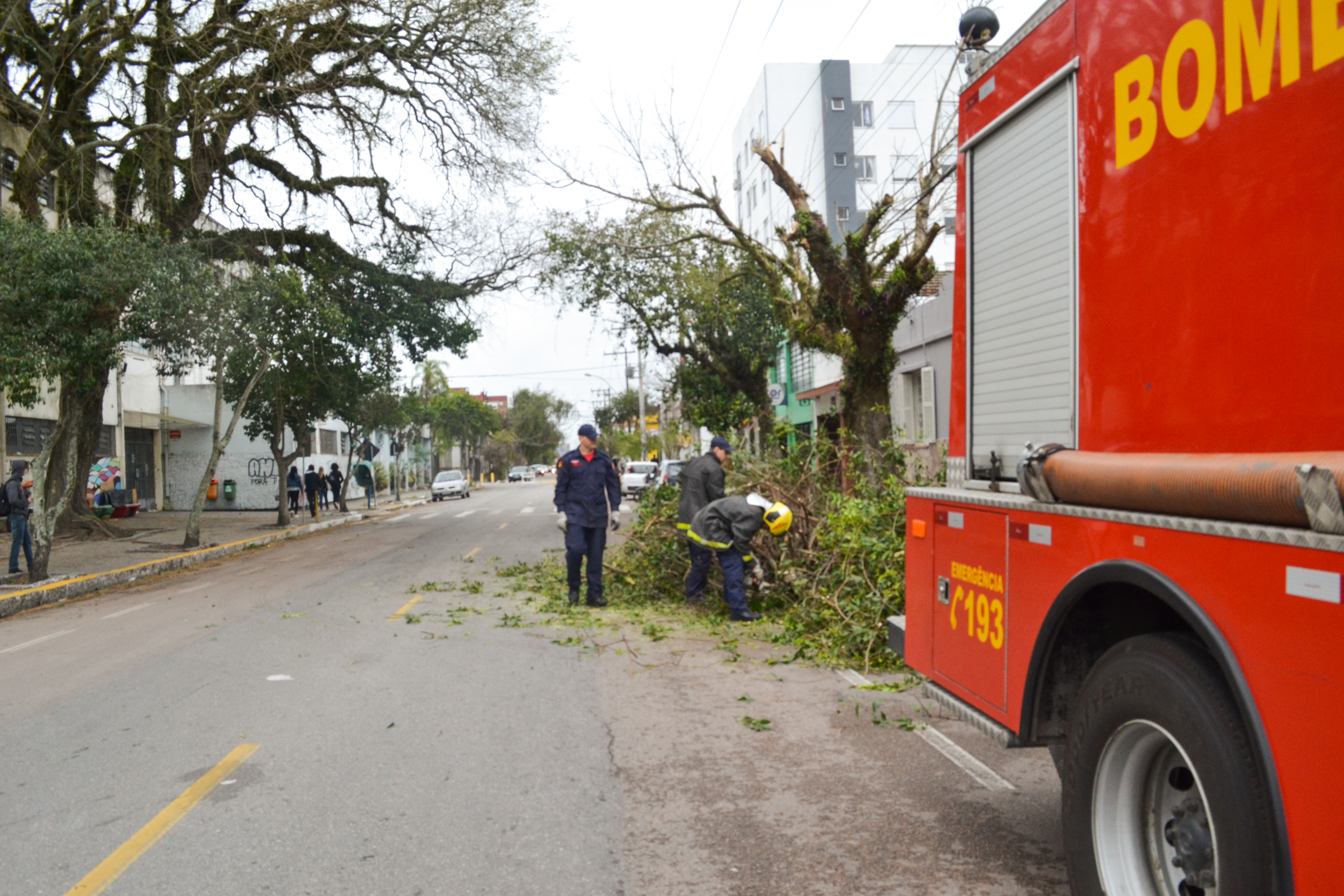 Queda de galhos em via pública acarretou a interrupção do trânsito