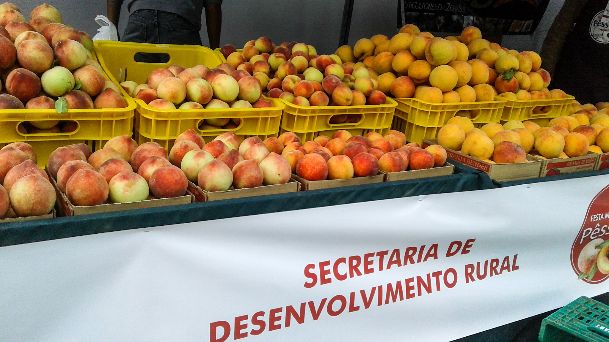 Desenvolvimento de variedades tardias, que não sofreram tanto os efeitos da chuva e do granizo, permitirá o prosseguimento da comercialização