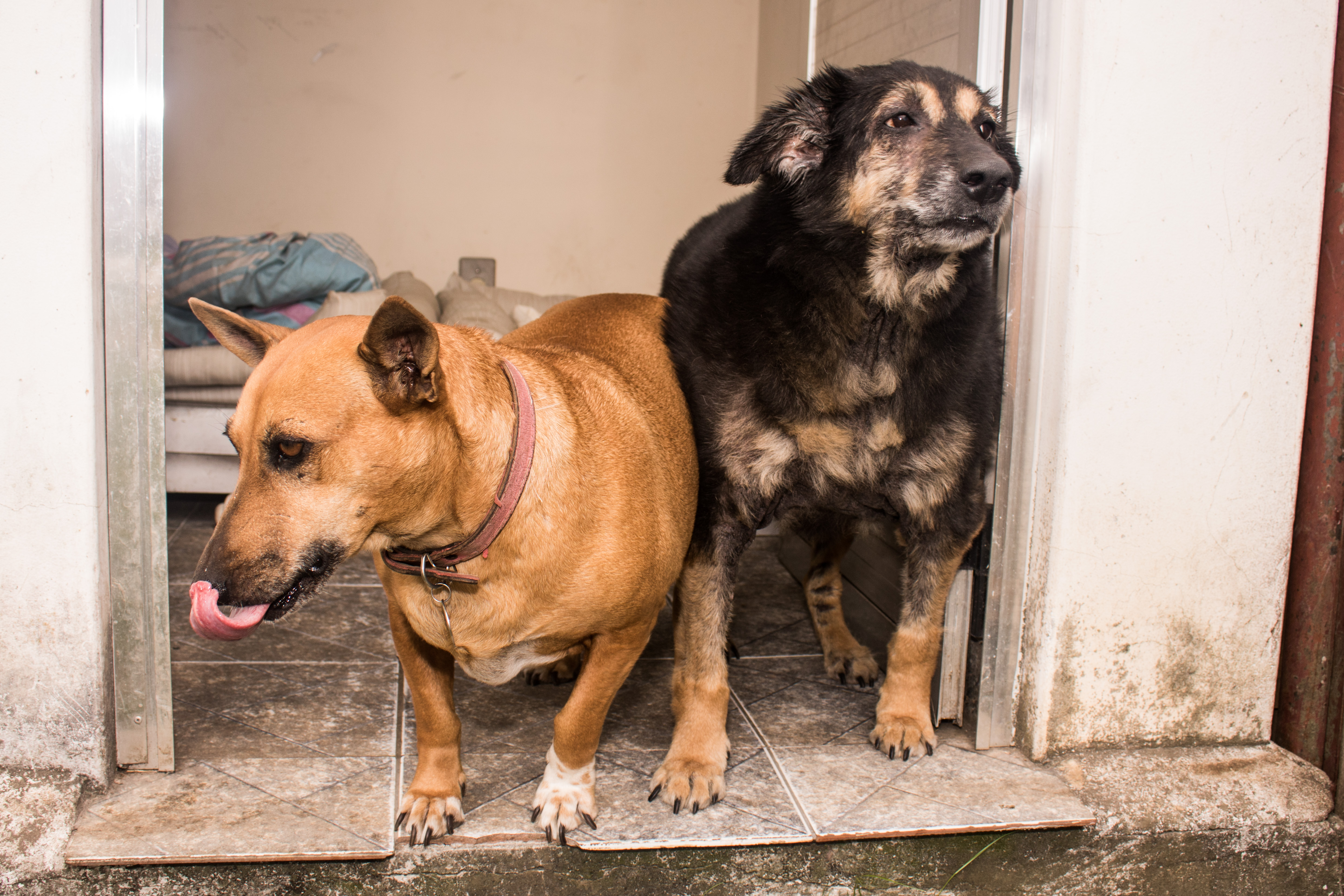Doações de alimentos para gatos ou cães podem ser entregues na Secretaria de Assistência Social
