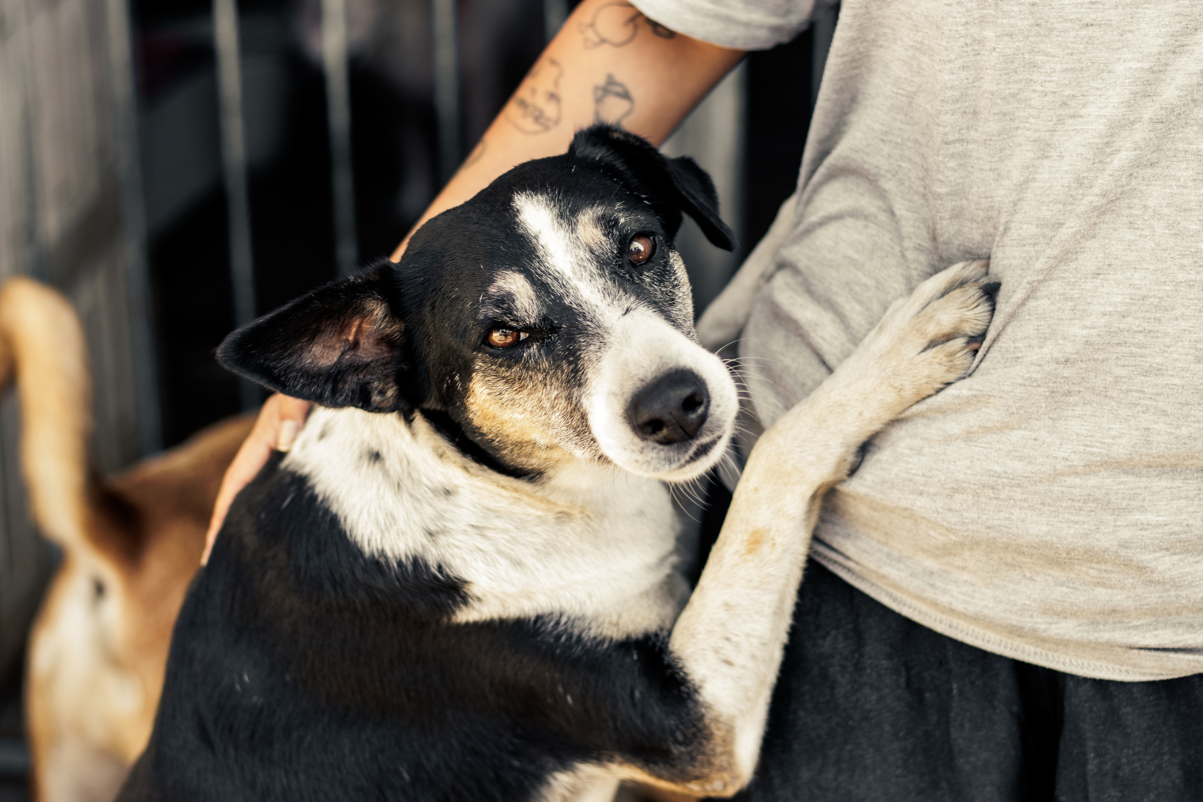 Feira no Calçadão contará com banners com fotos dos cães para estimular a adoção responsável dos animais do Canil Municipal