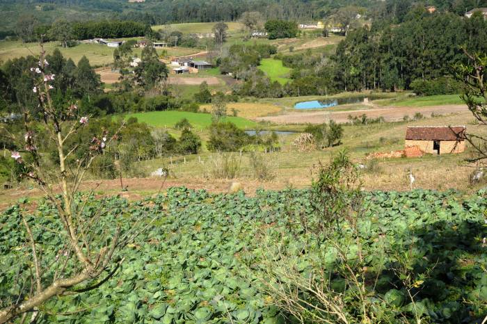 Levantamentos indicam queda, manutenção ou aumento de áreas cultivadas