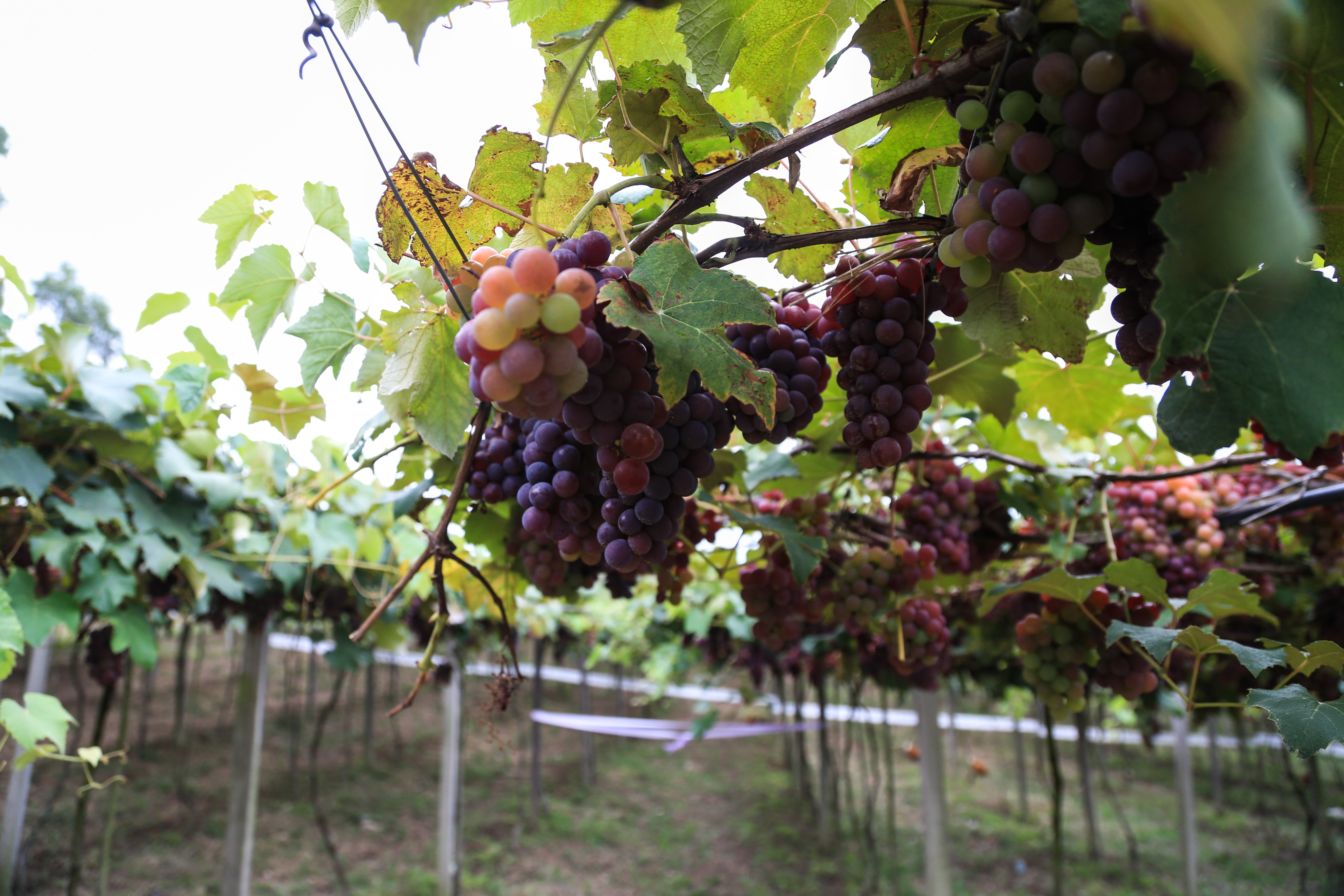 Agroindústrias produzem vinhos de mesa e abastecem mercado local