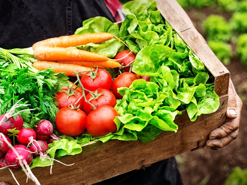 Entidades e produtores podem receber e fornecer alimentos