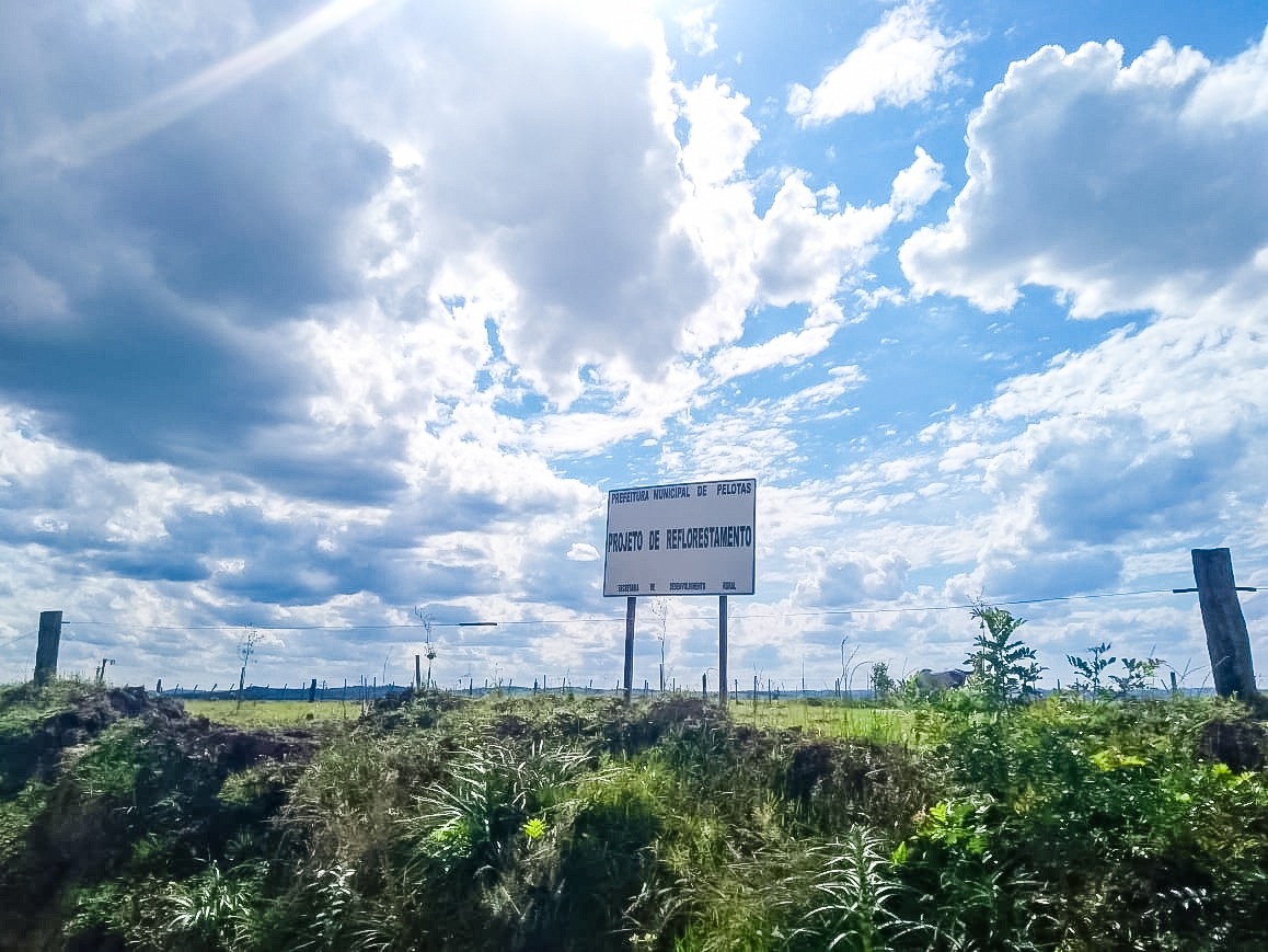Após preparo do solo, mudas são plantadas na faixa de domínio da estrada do 2º distrito de Pelotas