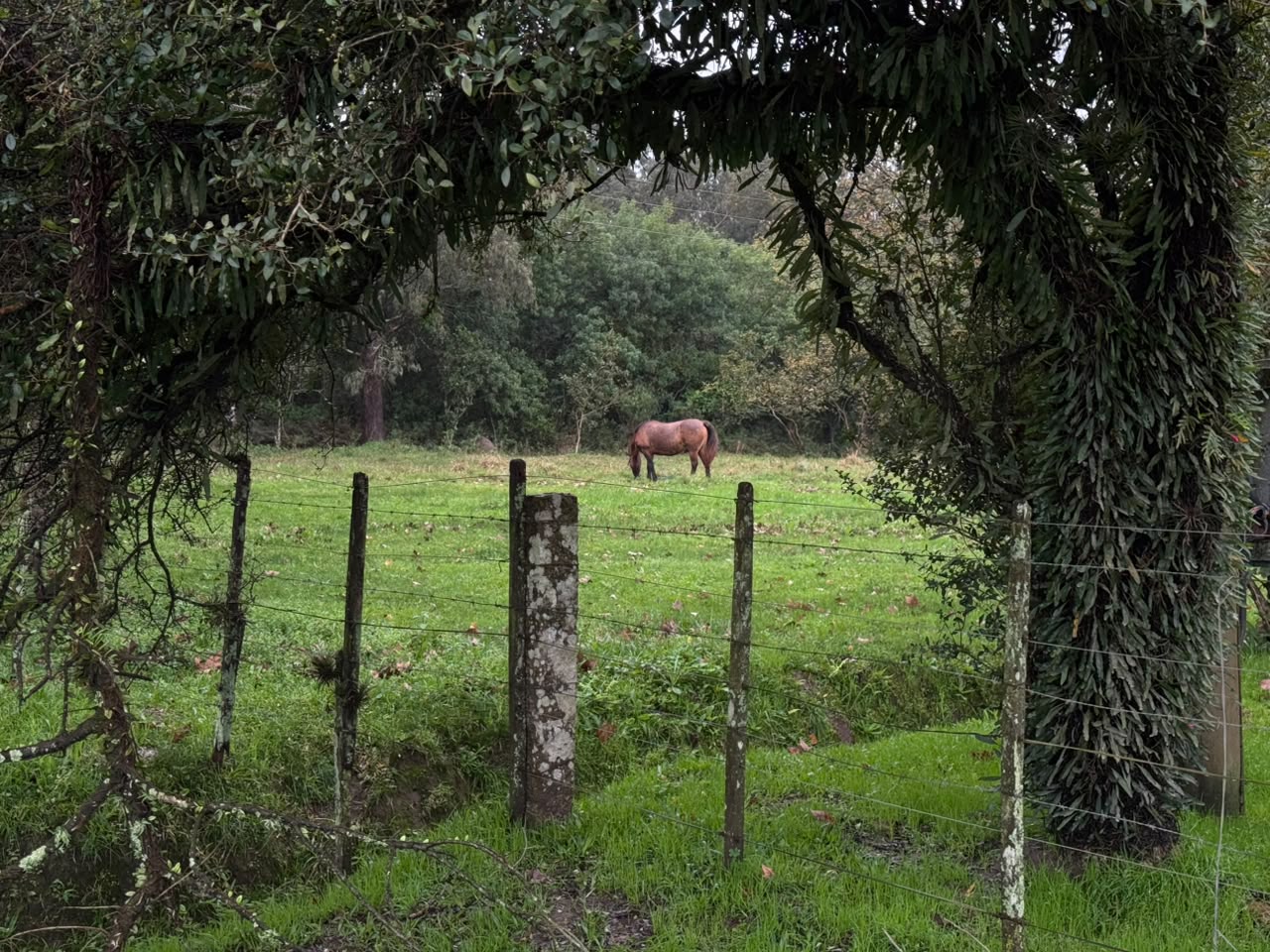 Operação itinerante para vacinação e controle parasitário de equídeos urbanos vai percorrer cinco regiões da cidade a partir de setembro