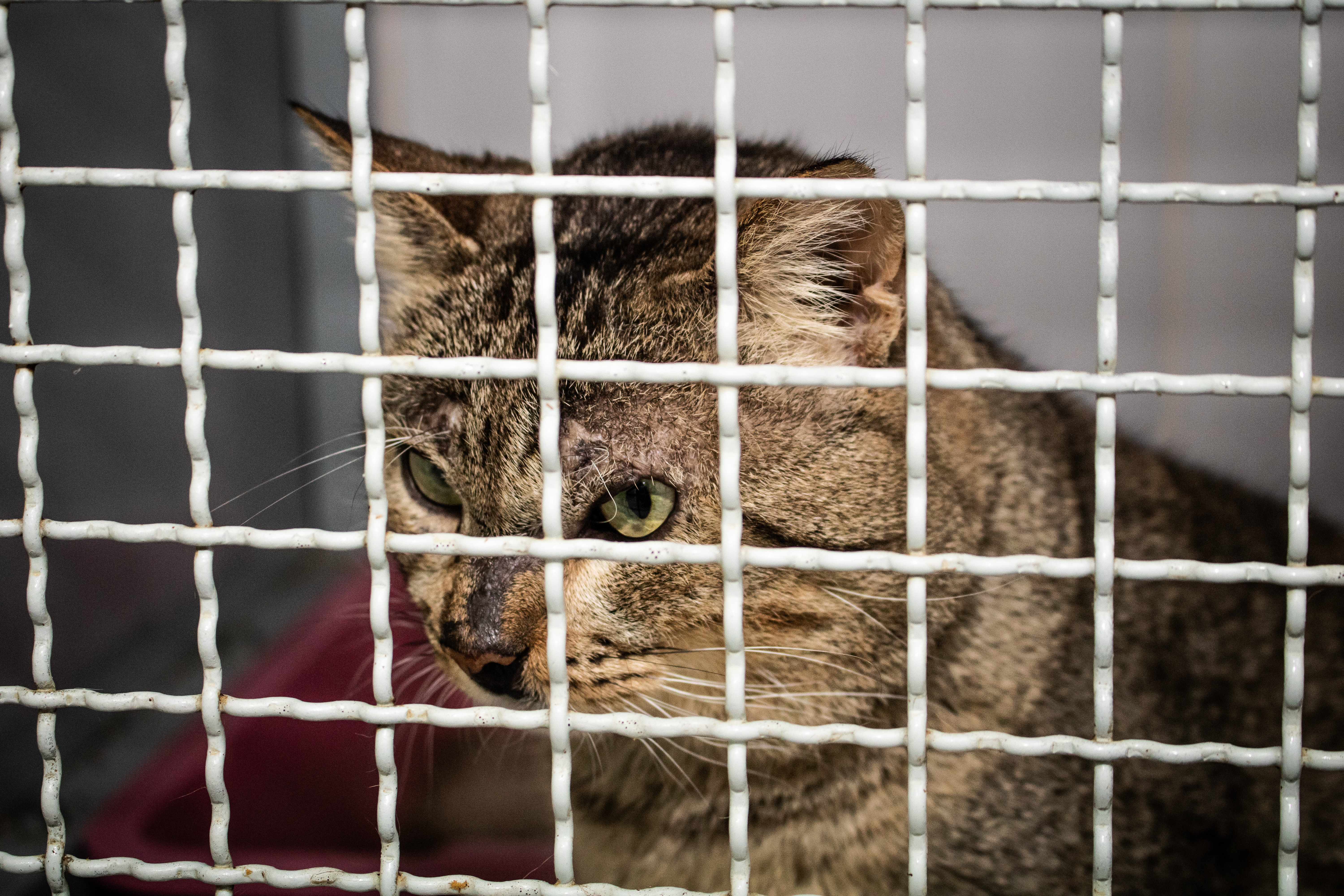 Nos abrigos com espaço para animais, métodos de prevenção devem ser intensificados. Gatos são os principais transmissores