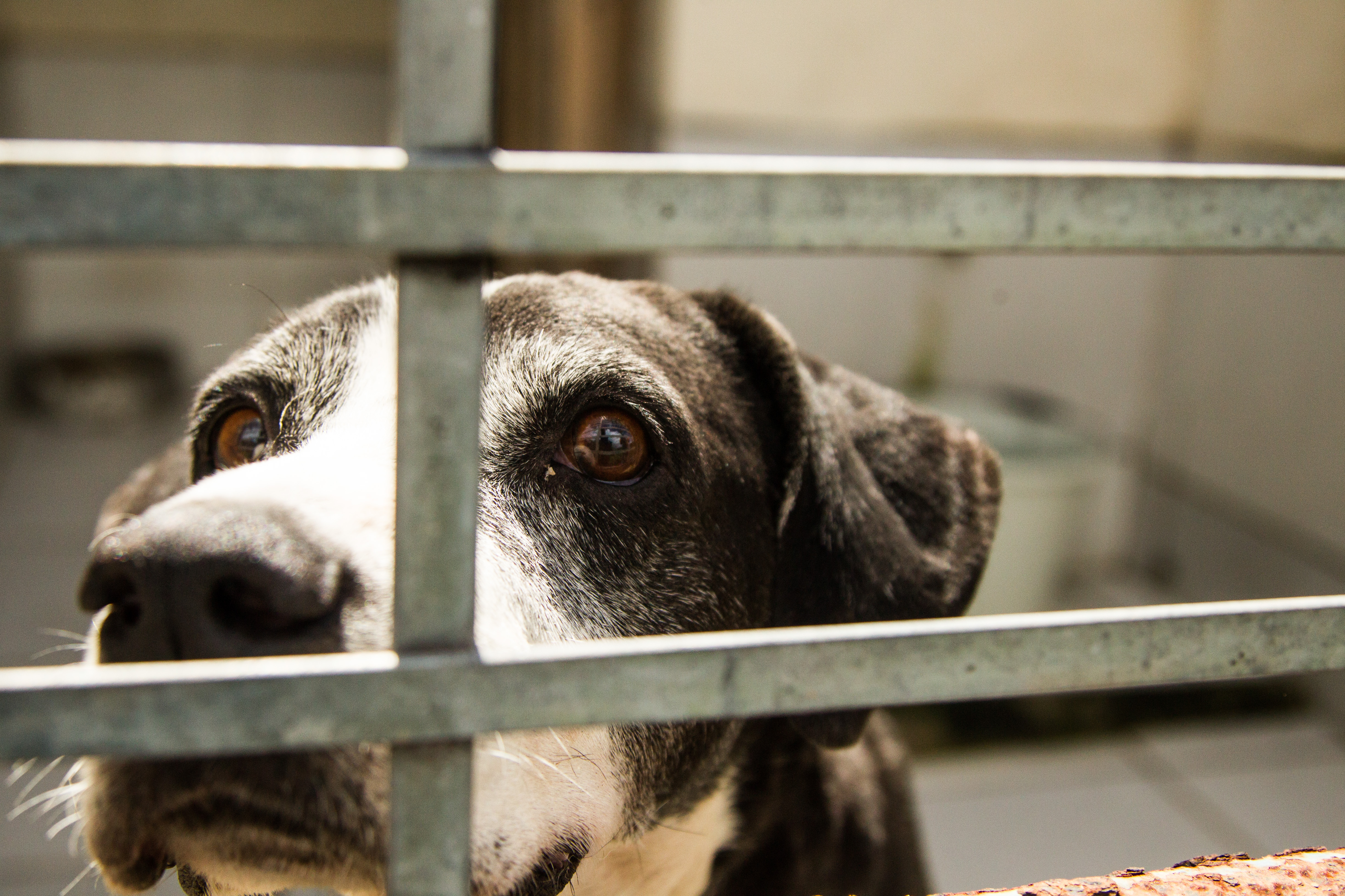 Cães e gatos estão nos abrigos administrados pela Prefeitura de Pelotas enquanto esperam por um lar