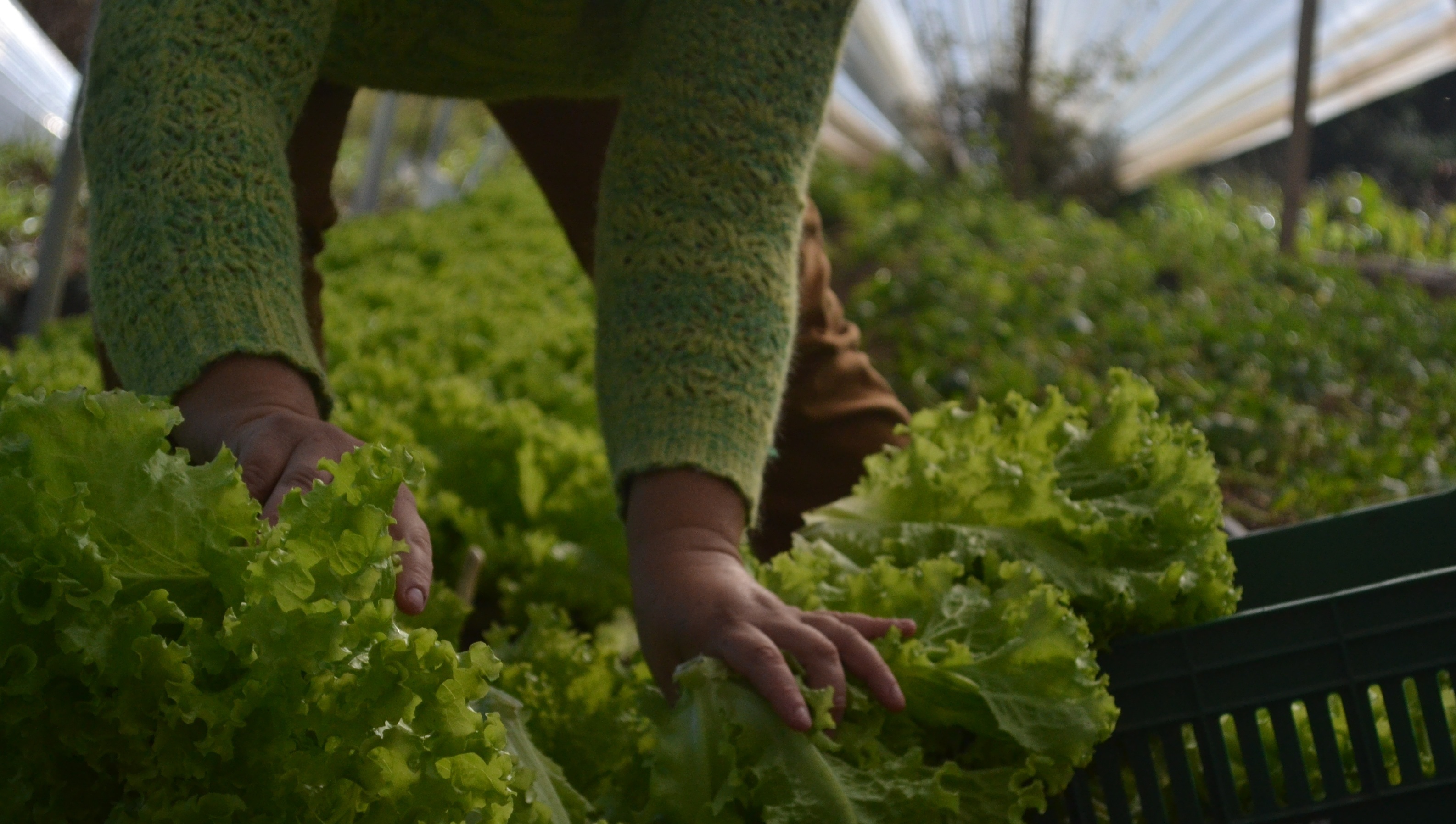Termo de compromisso garantirá R$ 400 mil do Governo Federal para a compra de produtos da agricultura familiar
