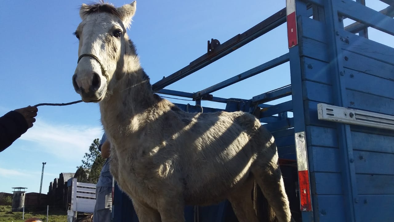 Animais foram encaminhados ao Hospital Veterinário da UFPel e à Hospedaria Municipal para tratamento