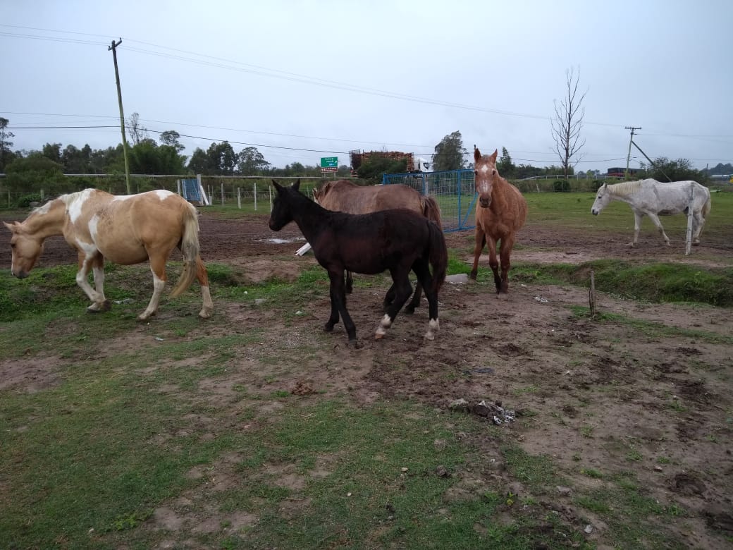 Animais foram recolhidos nas vias municipais durante terça e quarta-feira, 5 e 6 de junho