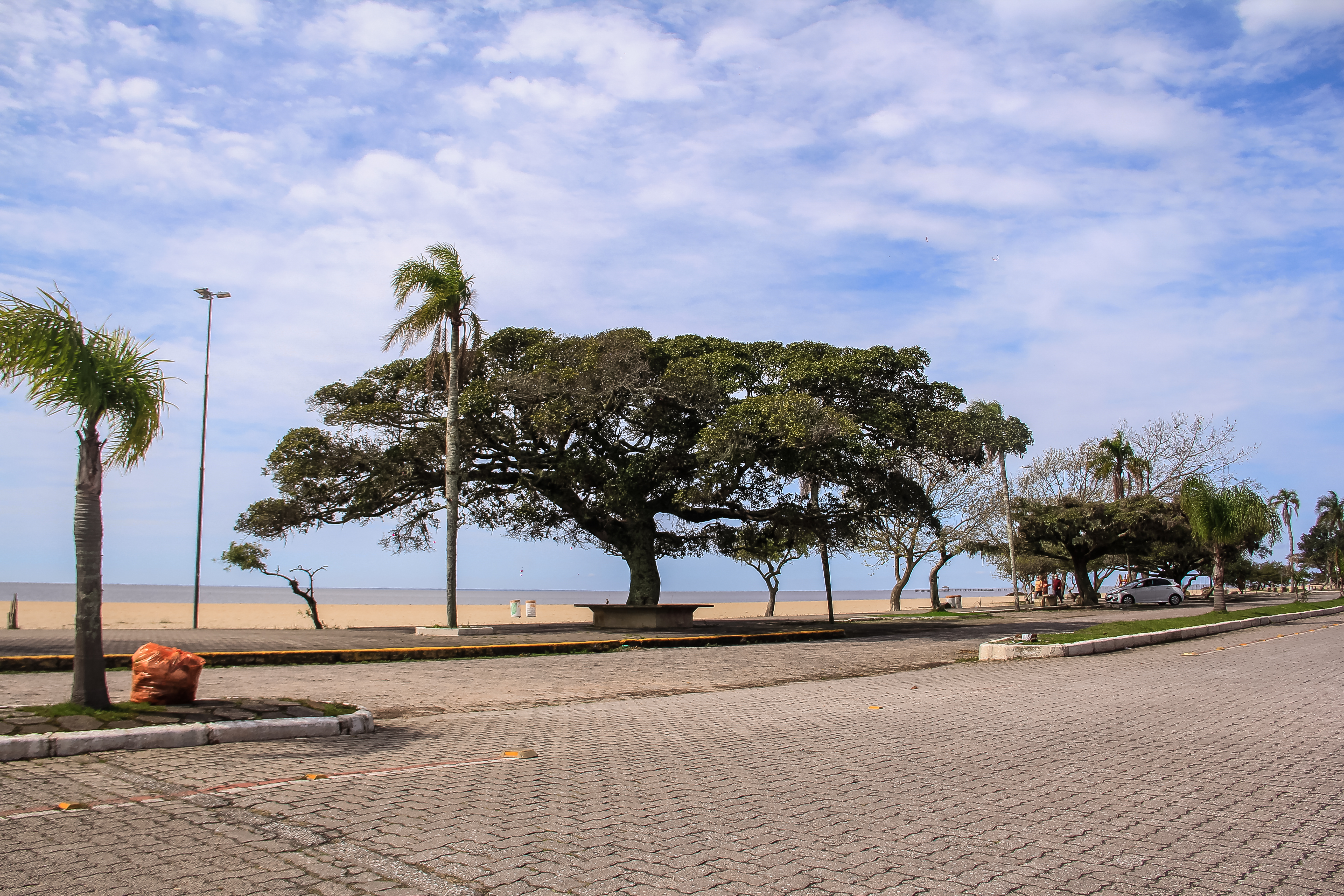 Plantio de mudas, oficinas e doações de espécies arbóreas são algumas das atividades promovidas pela Prefeitura entre os dias 21 e 25 de setembro