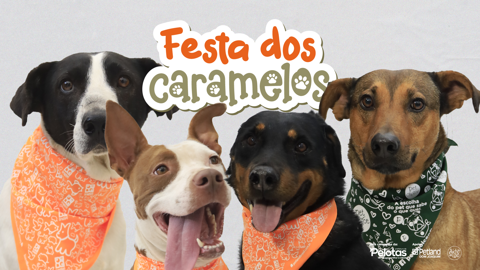 Atividade tem o objetivo de impulsionar as adoções responsáveis de cães do Canil Municipal