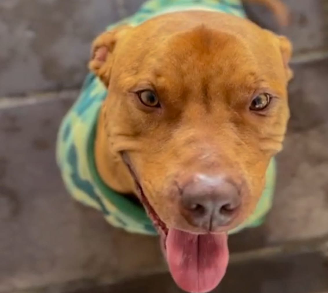 Nova norma municipal facilitará a identificação e o combate ao abandono