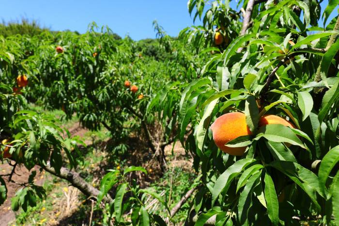 Projeto previu o subsídio de 25 a 30% para interessados em expansão do sistema de irrigação ou açudes em propriedades rurais