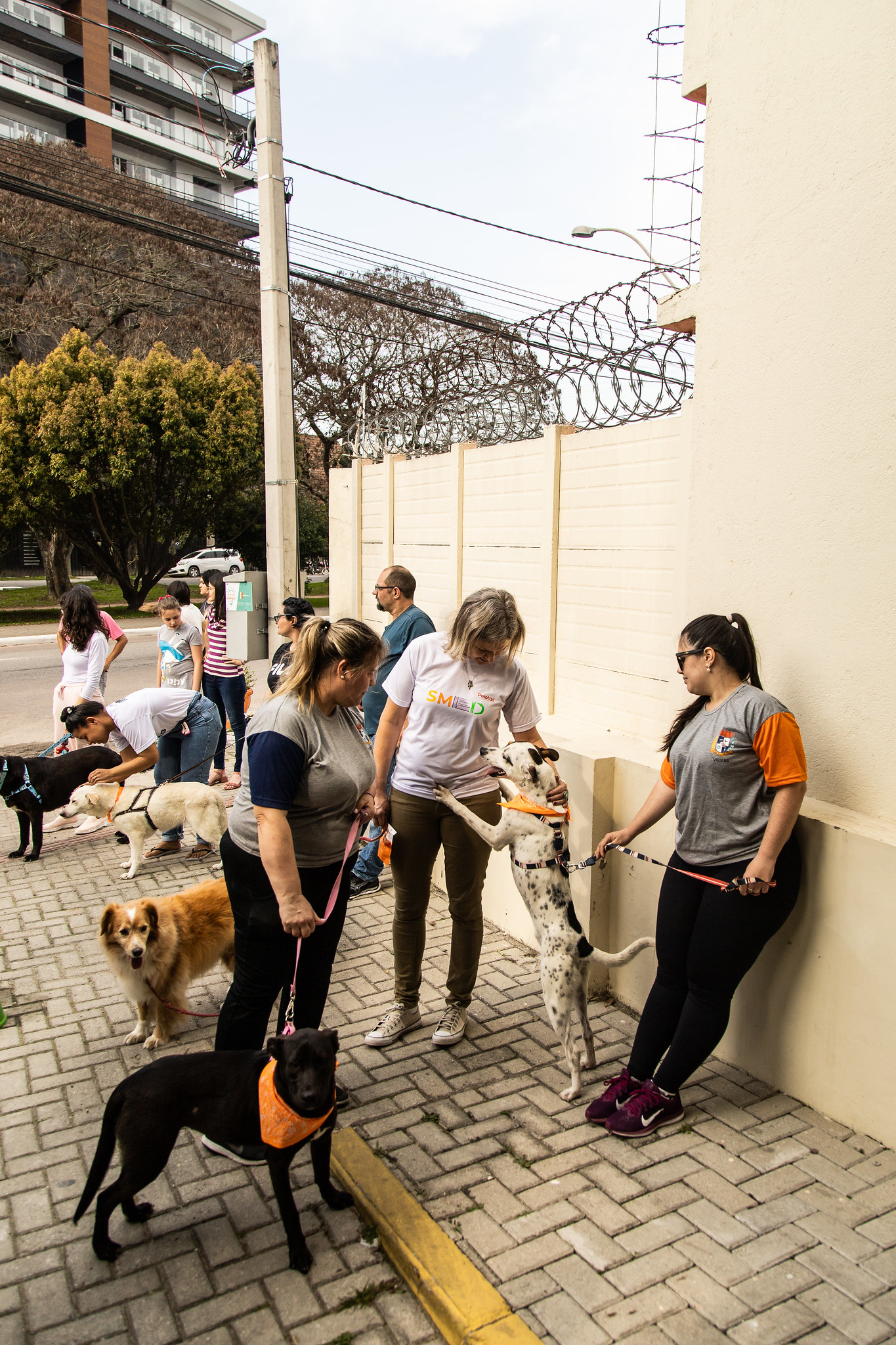 No evento, realizado na avenida Dom Joaquim, também foi entregue o Selo de Empresa Amiga dos Animais ao pet shop Petland
