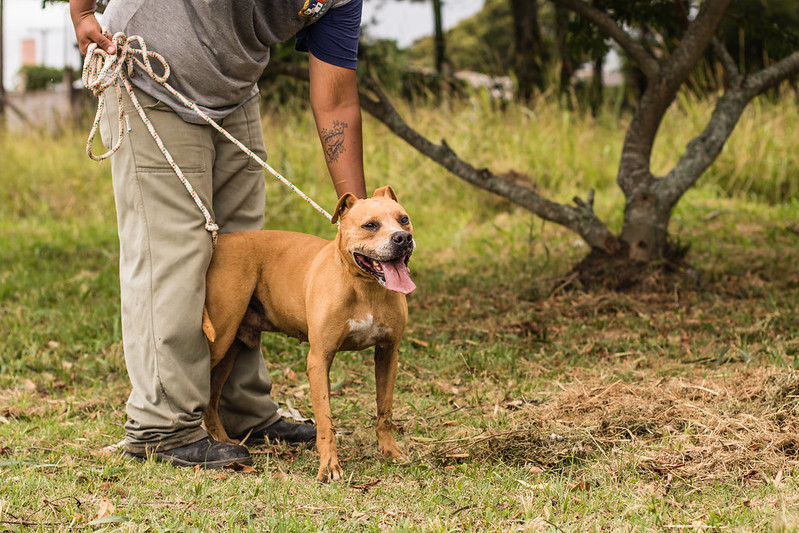 Prefeitura pede que a população visite o local e conheça os cães e gatos abrigados, que aguardam por um novo lar