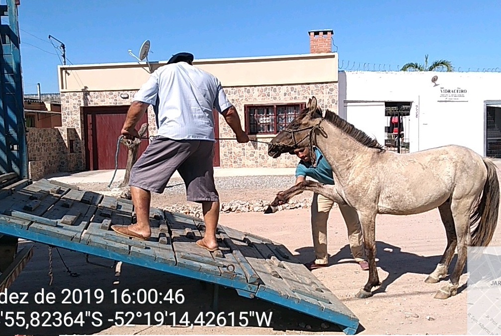 Na última semana, o setor de Apreensão de Animais da Prefeitura recolheu 13 cavalos soltos ou em situação de risco