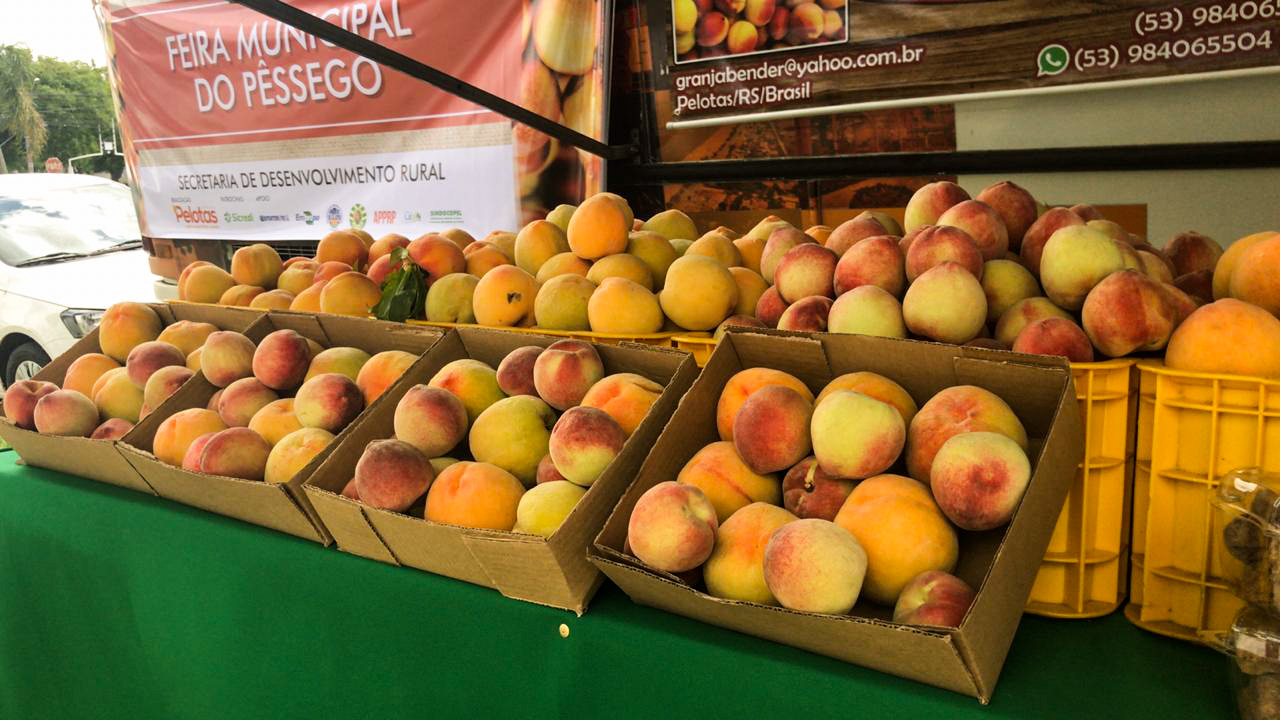 Fruta é oferecida do produtor ao consumidor nas feiras fixas e itinerantes. A Festa Municipal ocorre neste domingo (2), no Rincão da Caneleira