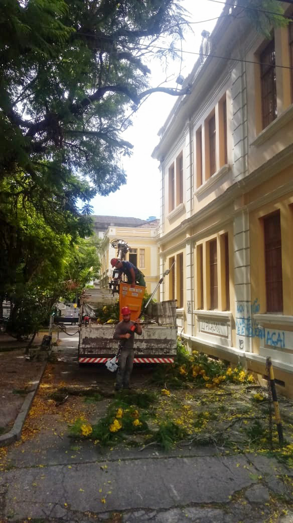 Árvores de grandes proporções necessitaram de intervenções com caminhão-munque