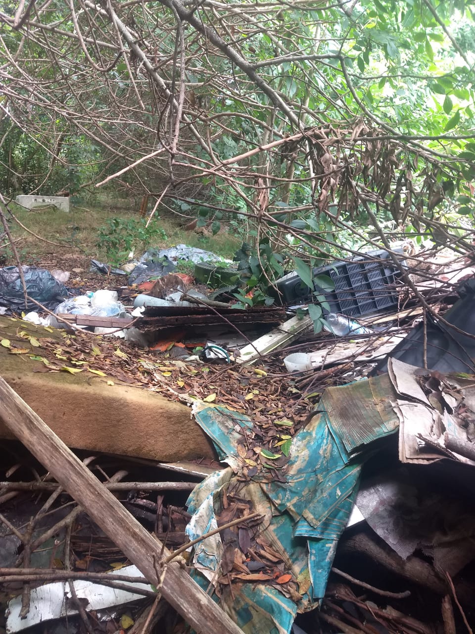 Todos os casos foram identificados pela Vigilância Ambiental em Saúde durante a primeira quinzena de janeiro