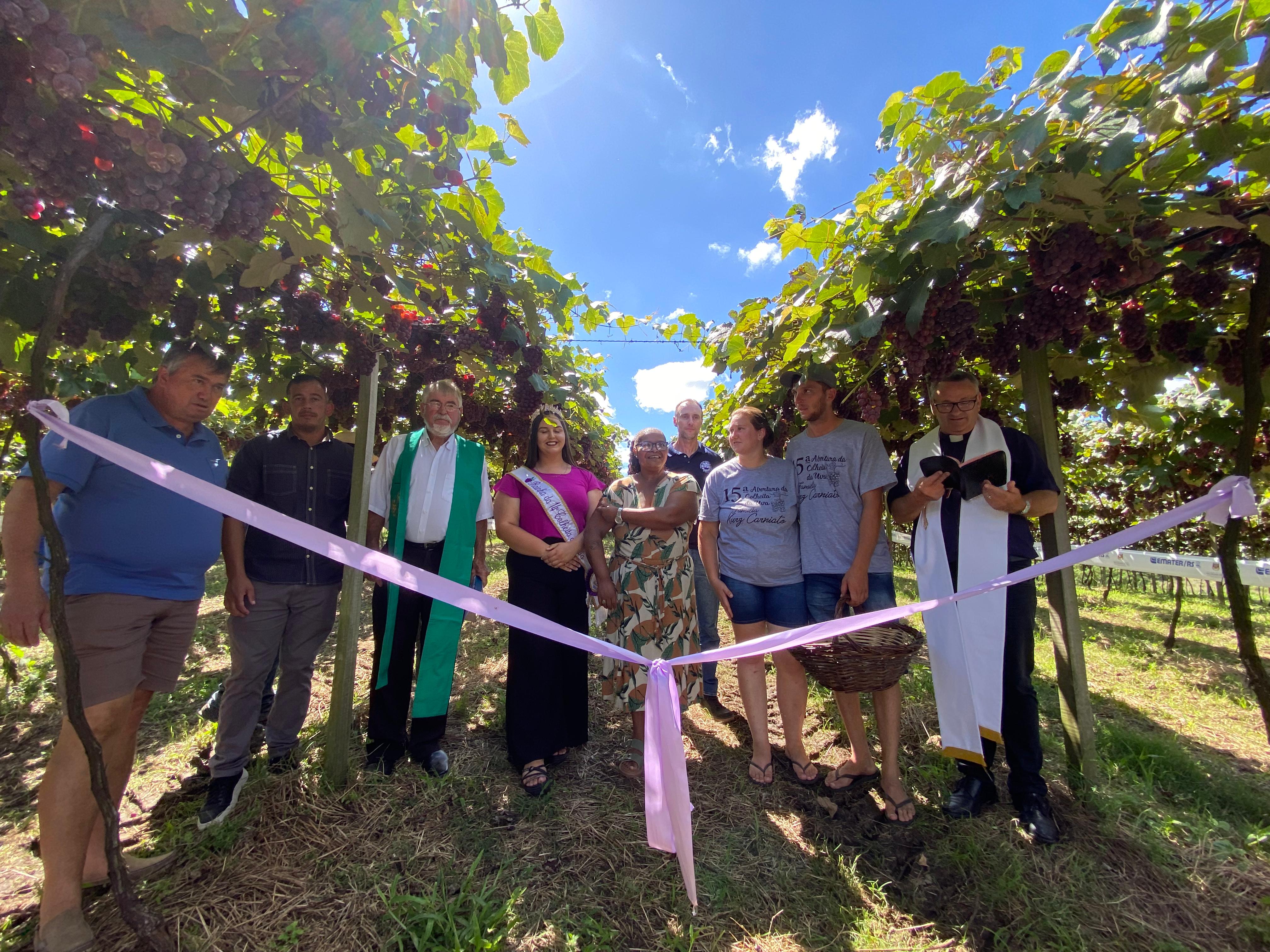 Evento em propriedade rural marca o início da safra 2025, com expectativa de produção de mais de 800 toneladas da fruta no município