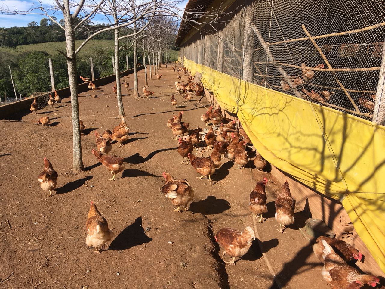 Modelo europeu de criação de galinhas fora da gaiola é incentivado pelo Município