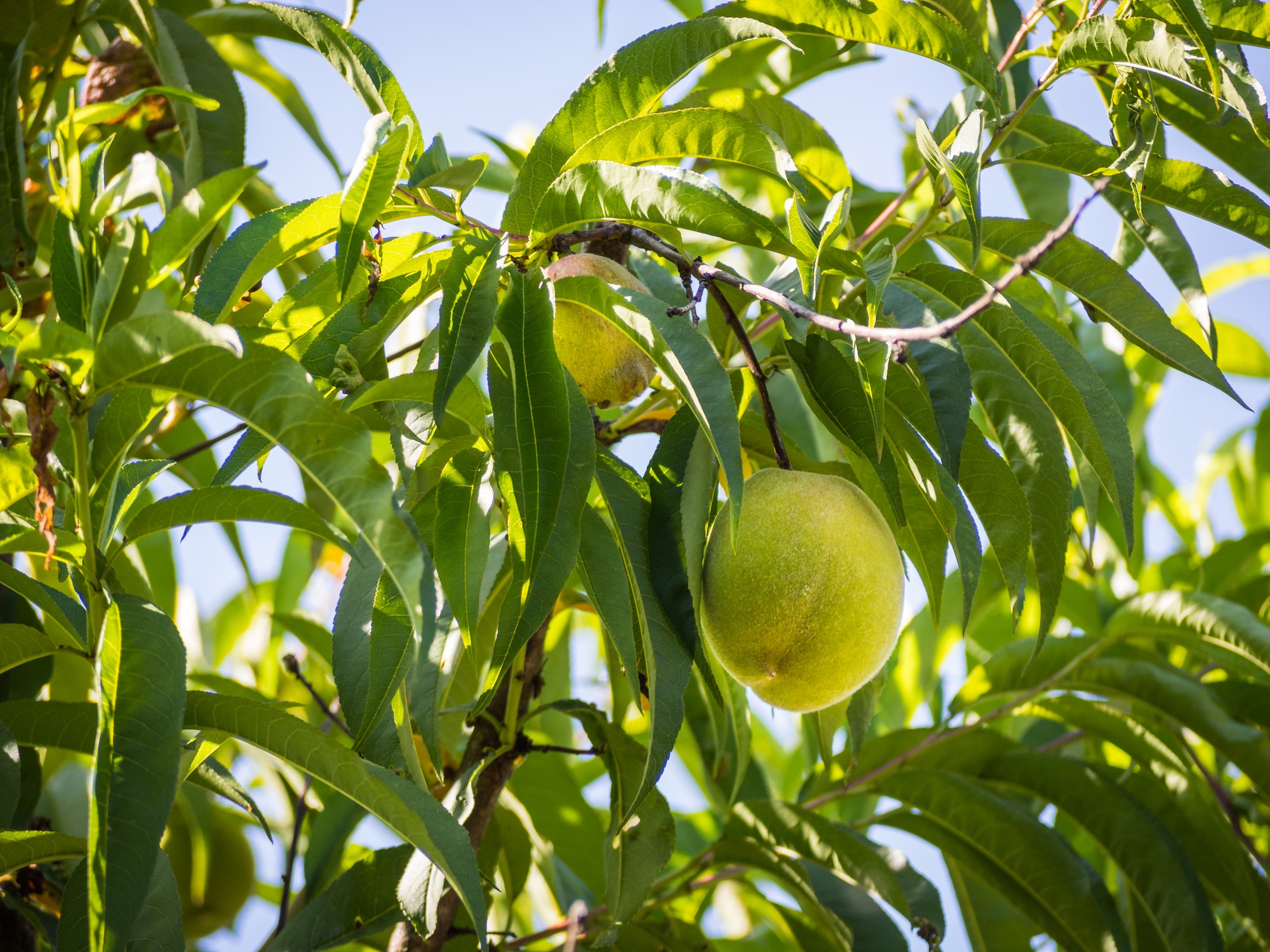 Retirada do excesso de frutos garante produtividade constante